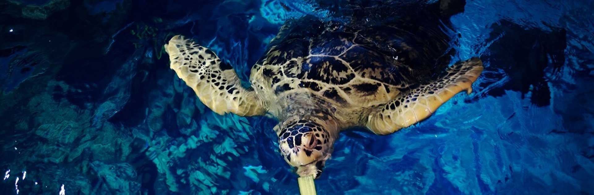A sea turtle swimming at SeaLife Minnesota.